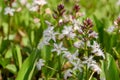 Bogbean Menyanthes trifoliata, purple-tinged, white starry flowers in the sun Royalty Free Stock Photo