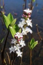 Bogbean wild flower menyanthes trifoliata Royalty Free Stock Photo