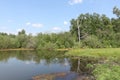 Bogging of a pond among trees