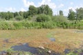 Bogging of a pond among trees