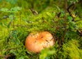 Boggy forest vegetation, plants, grass, moss in the rain, autumn