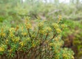 Boggy forest vegetation, plants, grass, moss in the rain, autumn Royalty Free Stock Photo