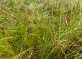 Boggy forest vegetation, plants, grass, moss in the rain, autumn