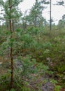 Boggy forest vegetation, plants, grass, moss in the rain, autumn