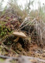 Boggy forest vegetation, plants, grass, moss in the rain, autumn