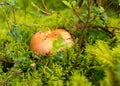 Boggy forest vegetation, plants, grass, moss in the rain, autumn Royalty Free Stock Photo