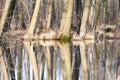 Boggy ground Royalty Free Stock Photo