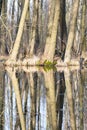 Boggy ground Royalty Free Stock Photo