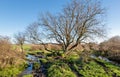 Boggy landscape with a bare tree Royalty Free Stock Photo