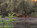 A boggy little dark forest lake with mud, green coastal bushes and a bright green branch with leaves