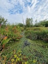 Boggy marsh across the meadow