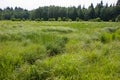 Boggy meadow Royalty Free Stock Photo