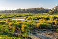 Boggy part of a nature reserve in the early morning sunlight Royalty Free Stock Photo