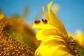 Bogis ladybugs ladybird on sunflower Royalty Free Stock Photo