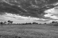 Monochrome image. Gloomy sky over the flowering Bogolyubovo meadow, Vladimir region, Russia.