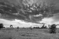 Monochrome image. Gloomy sky over the flowered Bogolyubovo meadow, Vladimir region, Russia.