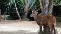 A Deer Taking Shelter