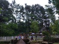 A garden with many trees inside a tourist spot called Cimory Dairyland