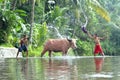 Two boys playing water splash to buffalo Royalty Free Stock Photo