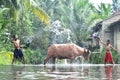 Two boys playing water splash to buffalo Royalty Free Stock Photo