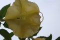 close-up appearance of yellow flowers