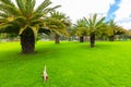 Bogota palms in pubblic gardens