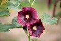 Bogrov mallow Royalty Free Stock Photo