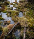 Detailed view of wild wetlands and marshes seen at a large nature reserve. Royalty Free Stock Photo