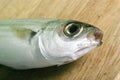 Bogue fish on wooden table