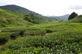 Tea Plantation at Cameron Highlands Royalty Free Stock Photo