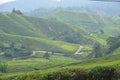 Tea Plantation at Cameron Highlands Royalty Free Stock Photo