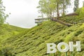 BOH Tea Centre at Sungai Palas Tea Garden tea plantation in Cameron Highland, Malaysia.