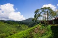 Boh Tea Plantation Cameron Highland - Scenic Splendor with Its Stark Natural Beauty.