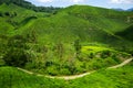 Boh Tea Plantation Cameron Highland - Scenic Splendor with Its Stark Natural Beauty.