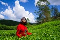 Boh Tea Plantation Cameron Highland - Scenic Splendor with Its Stark Natural Beauty.