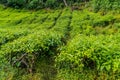 BOH Tea Garden plantation in the Cameron Highlands in Brinchang, Malaysia Royalty Free Stock Photo