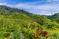 BOH Tea Garden plantation in the Cameron Highlands in Brinchang, Malaysia Royalty Free Stock Photo