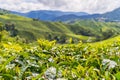 BOH Tea Garden plantation in the Cameron Highlands in Brinchang, Malaysia Royalty Free Stock Photo