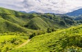 BOH Tea Garden plantation in the Cameron Highlands in Brinchang, Malaysia Royalty Free Stock Photo