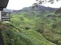 BOH Tea mountain @ malaysia