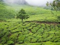 Boh Tea plantation in Cameron highlands Royalty Free Stock Photo