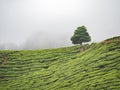 Boh Tea plantation in Cameron highlands