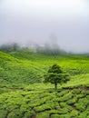 Boh Tea plantation in Cameron highlands Royalty Free Stock Photo