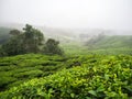 Boh Tea plantation in Cameron highlands Royalty Free Stock Photo