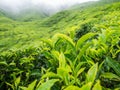 Boh Tea plantation in Cameron highlands Royalty Free Stock Photo