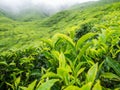 Boh Tea plantation in Cameron highlands