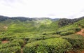 Boh Tea Plantation in Cameron Highlands Malaysia