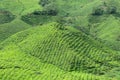 Boh Tea Plantation, Sungai Palas Royalty Free Stock Photo