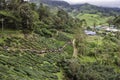 Walk way leading to Sungai Palas BOH Tea House, one of the most visited tea house by tourists in Cameron Highland, Malaysia Royalty Free Stock Photo