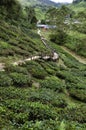 Walk way leading to Sungai Palas BOH Tea House, one of the most visited tea house by tourists in Cameron Highland, Malaysia Royalty Free Stock Photo